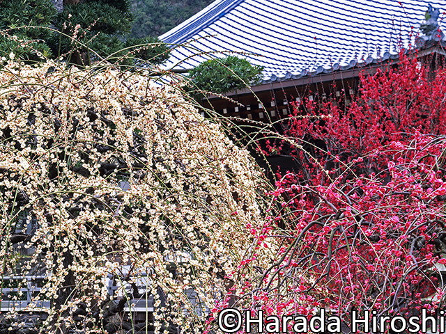 常立寺