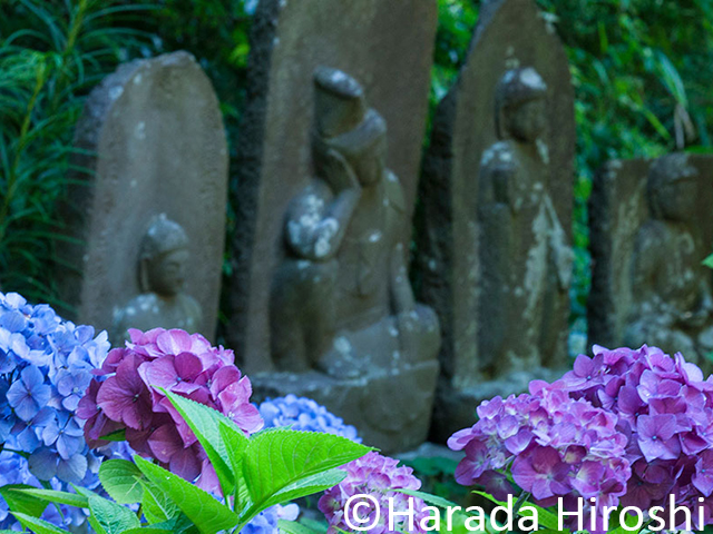 青蓮寺