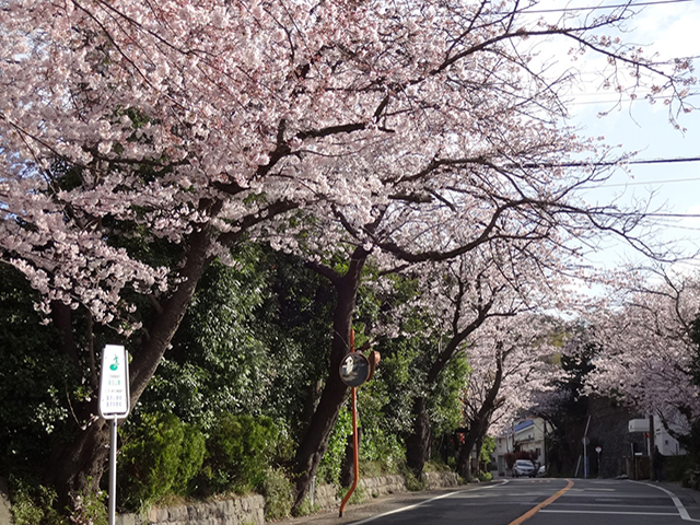 鎌倉山櫻花林蔭道