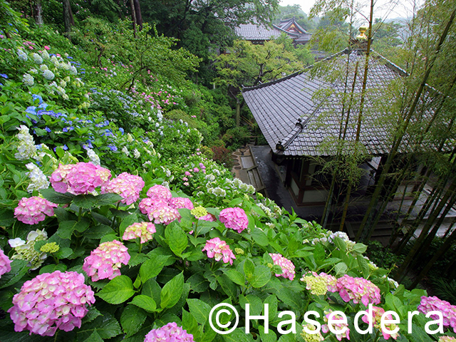 长谷寺